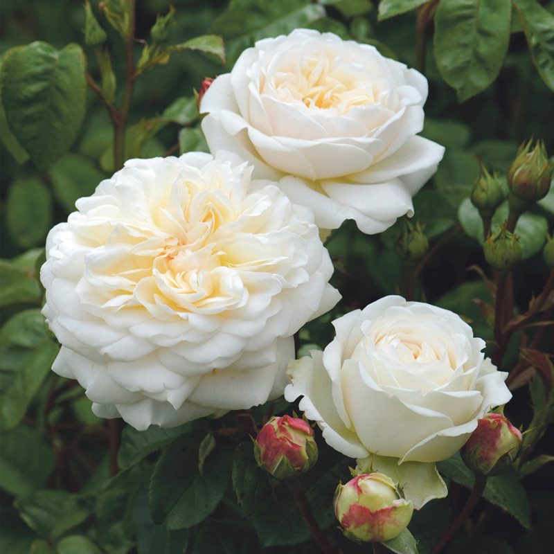 David Austin Roses Tranquillity 6L Shrub Rose - Pure White