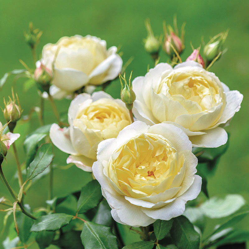 David Austin Vanessa Bell® (Auseasel) English Shrub Rose
